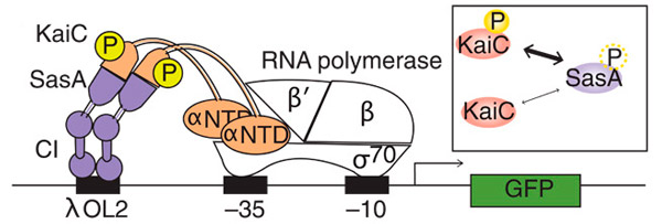 Рис. 2. Один из способов подключения гена к работе часов