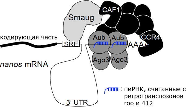 Схема молекулярного комплекса, отвечающего за выведение из строя матричных РНК, доставшихся мушиному эмбриону от матери. Рис. из дополнительных материалов к обсуждаемой статье в Nature