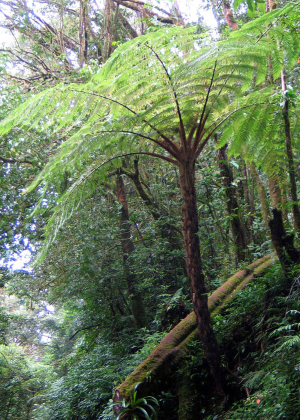 Древнейшие деревья, появившиеся на нашей планете во второй половине девонского периода, внешне напоминали современные древовидные папоротники (фото © Shirley Burchill ODWS 2005 с сайта www.saburchill.com)