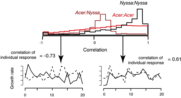 Рис. 2. Вверху — распределение частот коэффициентов корреляции между скоростями прироста близрастущих деревьев в пределах одного вида (Nyssa:Nyssa; Acer:Acer) и при сравнении деревьев разных видов (Acer:Nyssa). Внизу — примеры отрицательной (слева) и положительной (справа) корреляции между динамикой роста двух конкретных деревьев разных видов. Из обсуждаемой статьи в Science