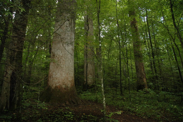 Широколиственные леса в районе Аппалачских гор в восточной части США. Мощные стволы на переднем плане — это тюльпанное дерево, или лириодендрон (Liriodendron tulipifera). Данные по этим деревьям также фигурируют в обсуждаемой работе Кларка. Фото Kim Nix с сайта forestry.about.com
