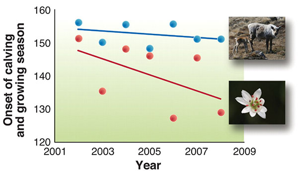 Рис. 3. Возрастающий разрыв во времени между началом отёла в гренландской популяции северного оленя (Rangifer tarandus; показано синим цветом) и началом вегетации растений (показано красным цветом). Вегетация начиналась всё раньше, а сроки отёла не менялись. По оси абсцисс отложены годы наблюдений, по оси ординат — дни календарного года. Рис. из обсуждаемой статьи в Science