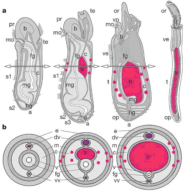 На этой схеме видно, как изменяется весь план строения вестиментифер, после того как личинка оседает на дно и в нее проникают симбиотические бактерии (показаны розовыми точками). Вверху — продольные разрезы (a), а внизу — поперечные (b). Горизонтальные стрелки на верхних рисунках показывают положение поперечного среза на нижних рисунках. Справа вверху показана взрослая особь. Кишечник (выделен голубым: fg — передний, mg — средний, hg — задний) постепенно исчезает, зато развивается трофосома (tr — область, выделенная розовым цветом). Фиолетовым цветом на поперечных срезах показаны спинной (dv) и брюшной (vv) кровеносные сосуды (схема из обсуждаемой статьи в Nature)