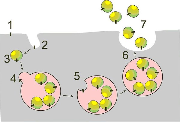 Рис. 1. Механизм образования экзосом