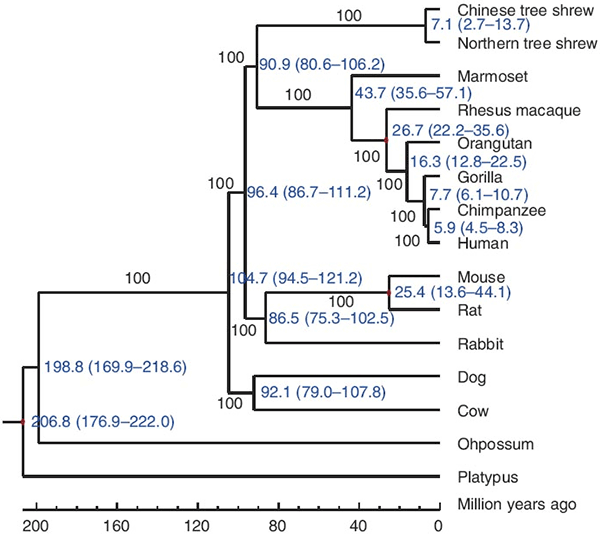 Рис. 1. Филогенетическое дерево 15 представителей млекопитающих, построенное на основании анализа 2117 генов. Тупайи (tree shrew) надежно группируются с приматами