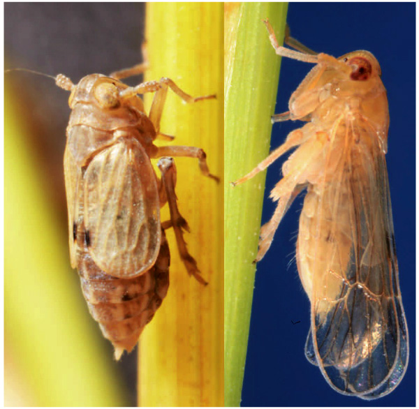 Рис. 1. Короткокрылая и длиннокрылая формы бурой рисовой цикадки Nilaparvata lugens