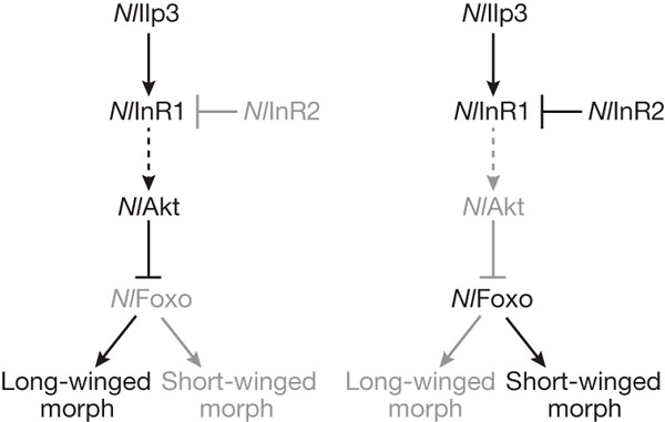 Рис. 2. Схема сигнального каскада, регулирующего развитие крыльев у рисовой цикадки