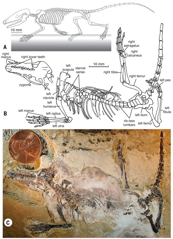Рис. 4. Agilodocodon scansorius