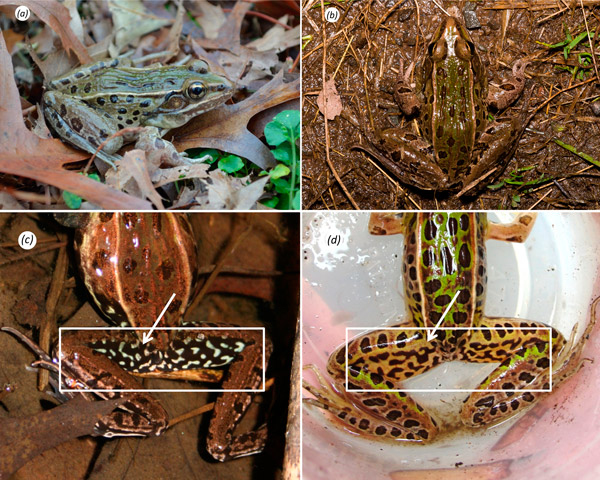 Рис. 2. Типовой экземпляр самца нового вида Rana kauffeldi