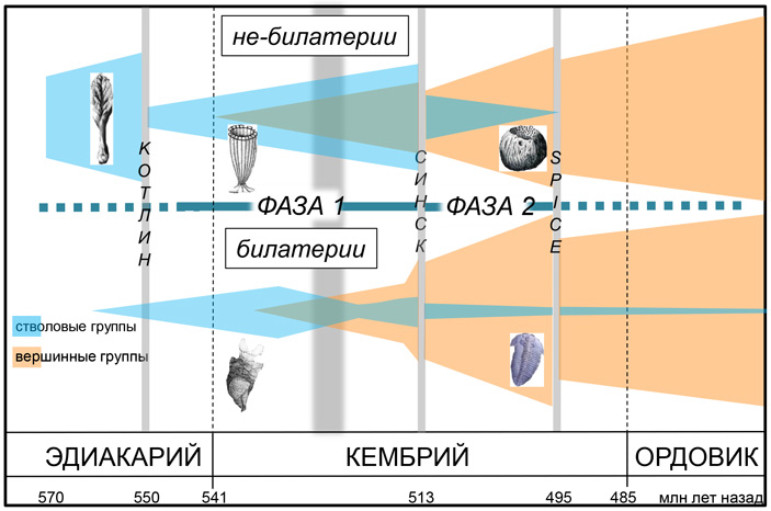 Рис. 3. Схема диверсификации многоклеточных животных в эдиакарском, кембрийском и ордовикском периодах