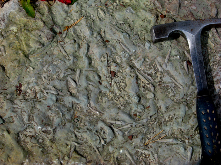 Рис. 4. Хиолитовый ракушняк