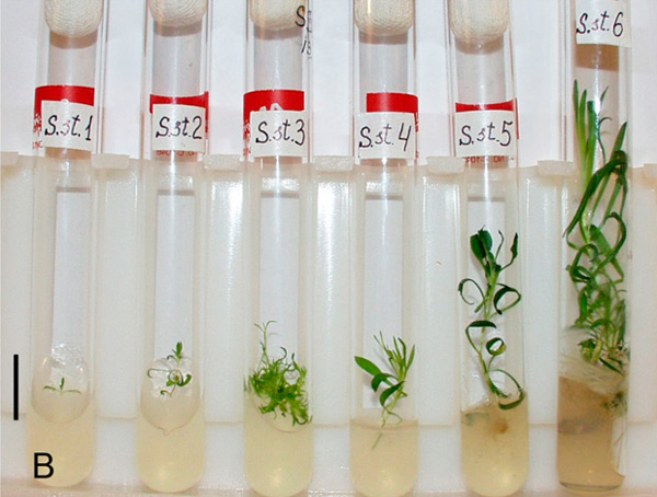 Последовательные стадии роста смолевки узколистной