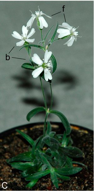 Смолёвка узколистная, выращенная из тканей древних семян