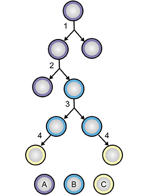 <b>Рис. 1.</b> Деление и дифференцировка стволовых клеток