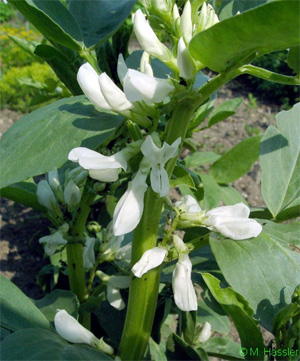 Боб (Vicia faba). Шмели собирают нектар с этих цветков двумя способами: «законным», забираясь вглубь венчика и в результате опыляя цветки, и «воровским», прогрызая у основания цветка отверстия и не трудясь забираться внутрь. Фото © M. Hassler с сайта www.tau.ac.il