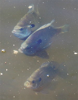 Солнечник (Lepomis macrochirus)