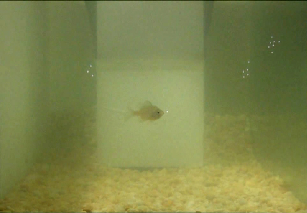 Кадр из видеоклипа, показывающий, как рыбка атакует одиночную «дафнию»