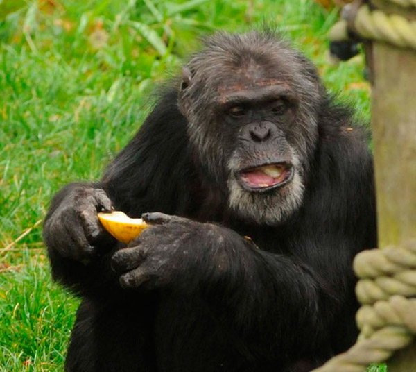 Шимпанзе учит английский