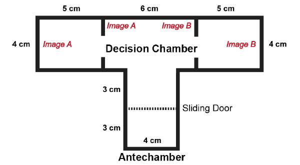 Схема экспериментальной установки: сначала оса в течение двух минут осваивалась в прихожей, затем открывалась скользящая дверь и оса перемещалась в сам лабиринт, где включался ток. Осе нужно было выбрать безопасный рукав, ориентируясь на картинку А или В, одна из которых обозначала безопасную камеру. Схема из дополнительных материалов к обсуждаемой статье в Science