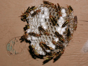 Извечный конфликт общественных и личных интересов не менее актуален для перепончатокрылых насекомых, чем для людей (фото с сайта www.plasmator.net)