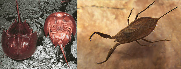 Слева: современный мечехвост (класс Меростомовые, отряд Мечехвосты) — живое ископаемое, доживший до наших дней близкий родственник ракоскорпионов (изображение с сайта evolbiol.ru). Справа: водяной скорпион (класс Насекомые, отряд Клопы); © F. Kühler, изображение с сайта www.koleopterologie.de