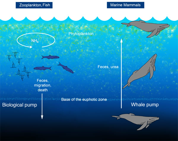 Рис. 1. Слева: схема классического «биологического насоса», перемещающего азот (и другие элементы) сверху вниз. Справа: «китовый насос», работающий в противоположном направлении — перемещающий азот (и другие биогенные элементы) снизу вверх. Рисунок из обсуждаемой статьи в PLos ONE