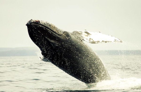 Рис. 2. Кит горбач, выпрыгивающий из воды. Снимок сделан студенткой биологического факультета МГУ Марией Шевченко около острова Беринга (Командорские острова), где киты активно откармливаются. Воспроизводится с любезного согласия автора