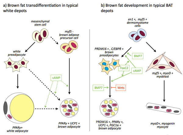 Клетки в бурой и в белой жировой ткани развиваются из разных предшественников и под влиянием разных генов