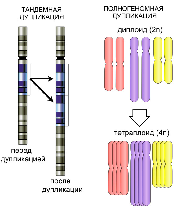Рис. 2. Тандемная и полногеномная дупликации