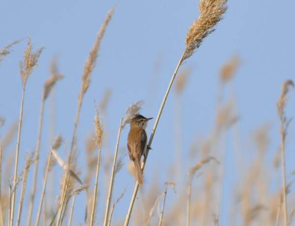 Рис. 3. Тростниковая камышовка (Acrocephalus scirpaceus)