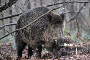 Европейские домашние свиньи происходят от европейских диких кабанов (на фото), ближневосточные — от ближневосточных, однако сама идея приручить кабана, по-видимому, родилась только однажды на Ближнем Востоке. Фото с сайта www.haines.pl