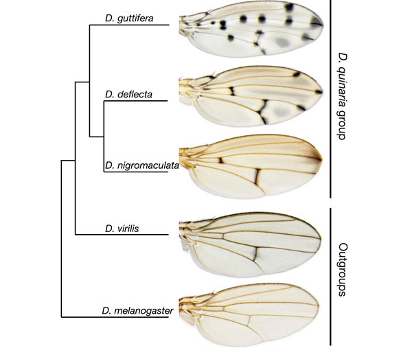 Филогенетическое древо, показывающее родственные отношения между видами дрозофил с различными элементами узоров на крыльях. Самый сложный орнамент — у D. guttifera. Рисунки из обсуждаемой статьи в Nature