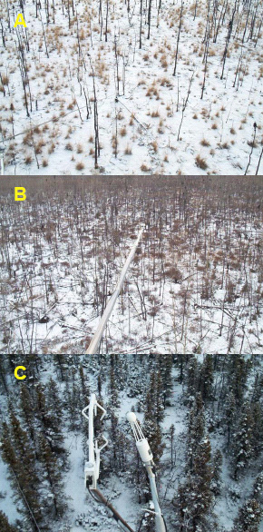 Эти три снимка, сделанные зимой, показывают, как по мере восстановления растительности, уничтоженной пожаром, становится меньше белого на участках земли (то есть меньше солнечных лучей отражается от поверхности, и, значит, уменьшается величина альбедо). A — после пожара 1999 года (Доннелли Флэтс); B — после пожара 1987 года; C — после пожара, произошедшего в 1920-е годы. Все фотографии сделаны со специальных исследовательских вышек 30 ноября 2002 года на Аляске. Фото из дополнительных материалов к статье в Science