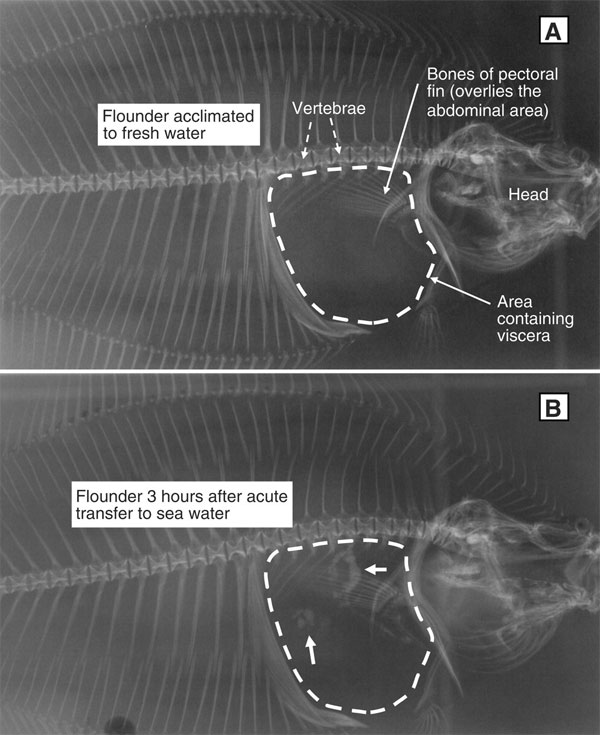 Рентгеновские снимки живой европейской камбалы, долго содержавшейся в пресной воде (A), а потом перенесенной в морскую воду (снимок B сделан через 3 часа после переноса). Отчетливо виден скелет головы и позвоночник. Область, где находится кишечник, обозначена пунктирной линией. На фоне этой области — кости грудного плавника (pectoral fin). На снимке B, кроме того, отчетливо видны скопления кальцита (показаны белыми стрелками), который только что образовался. Рис. из обсуждаемой статьи в Science