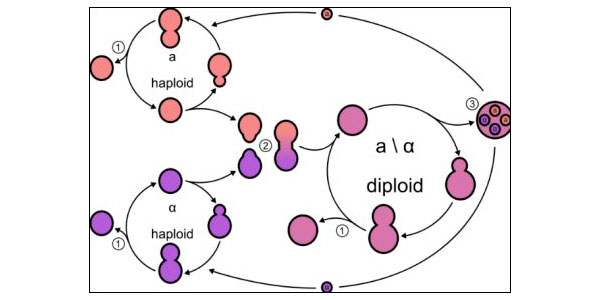 Схема жизненного цикла пекарских дрожжей Saccharomyces cerevisae
