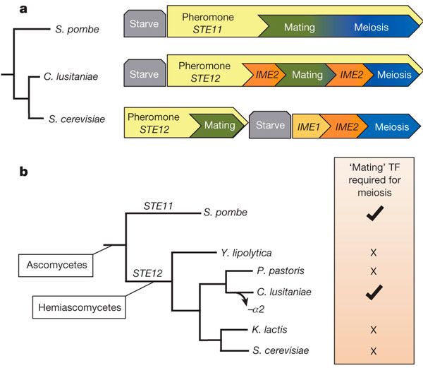 Схема регуляции спаривания и мейоза у некоторых видов дрожжей; внизу - эволюционное дерево дрожжей