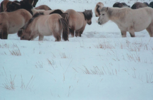 Морозоустойчивые якутские лошадки легко находят себе пропитание под толстым слоем снега (фотография предоставлена С.А.Зимовым)