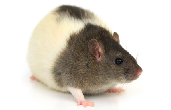Крыса линии Zucker. Эта линия крыс была получена в лабораторных условиях и несет ряд мутаций. Для таких крыс характерно ожирение, уменьшение мышечной массы, устойчивость к инсулину, повышенный уровень глюкозы в крови, усиленная секреция инсулина. Крысы линии Zucker используются как модели при исследовании ожирения и диабета 2-го типа. Изображение с сайта www.harlan.com
