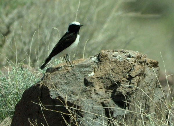 Рис. 1. Самец каменки-плешанки