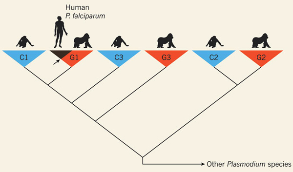 Рис. 2. Оказалось, что все человеческие линии P. falciparum — разновидности одной из линий этого вида, паразитирующей на гориллах