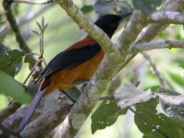 Рис. 1. Двуцветный питоху