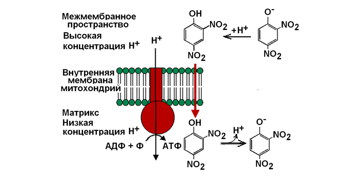 Рис. 2. Механизм действия 2,4-динитрофенола