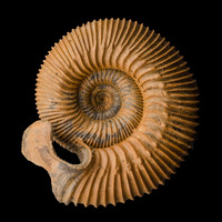 Аммонит с ушками