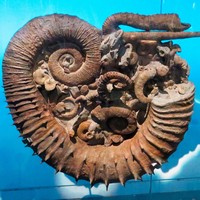 Гетероморфные аммониты