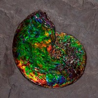 Аммолитовый аммонит