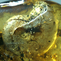 Аммонит в янтаре