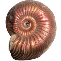 Аммонит Quenstedtoceras