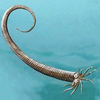 Metabactrites fuchsi