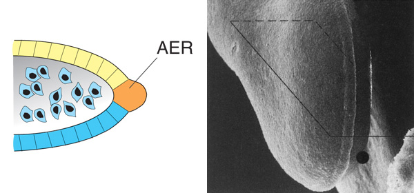 Рис. 1. Слева: почка конечности; показан апикальный эктодермальный гребень (AER). Справа: микрофотография AER. Изображение с сайта www.ultratwistersgym.com