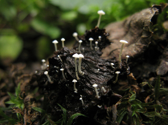 Рис. 3. Коллибия кудрявая (Collybia cirrhata)